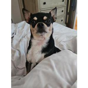 2nd Image of Frijolito, Lost Dog