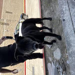 Image of Unknown, Found Dog