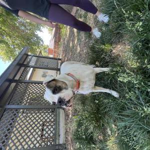 Found Dog Unknown