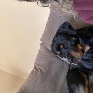 Lost 1 Aria (New Jersey)