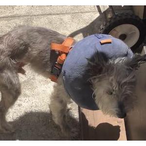 Image of Benji, Lost Dog