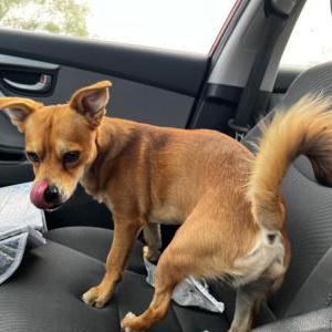 Image of Unknown, Found Dog