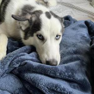 Image of Anya, Lost Dog