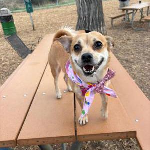 Lost Dog Lilo