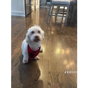 Lost 1 Teddy Cooper (IL)