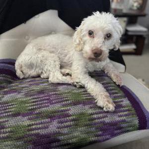 2nd Image of Teddy Cooper, Lost Dog