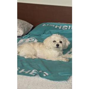 Lost 1 Bailey (CA)