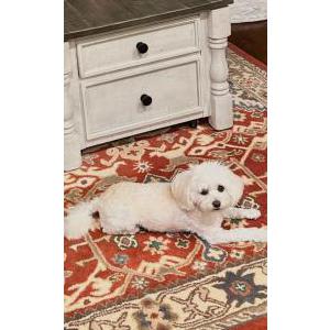 2nd Image of Bailey, Lost Dog