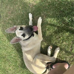 Image of Unknown, Found Dog