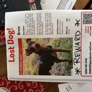 Image of Bruce, Lost Dog