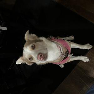 Image of Luna, Lost Dog