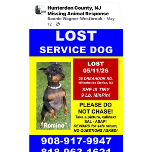 Image of Romina, Lost Dog