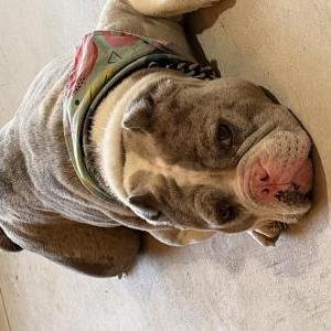 Lost 1 Boo (Michigan)