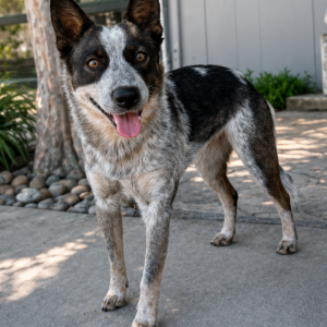 Image of Unknown, Found Dog