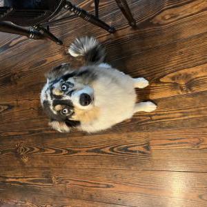 Image of Rory, Lost Dog
