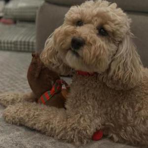 Image of Cali, Lost Dog