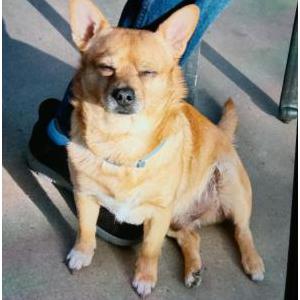 Image of Buster, Lost Dog