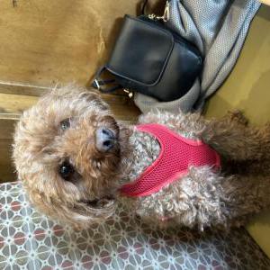 Image of Bailey, Lost Dog