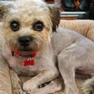 Image of Nancy, Lost Dog