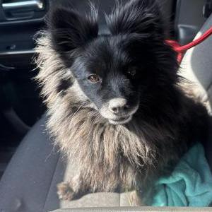 Image of Unknown, Found Dog