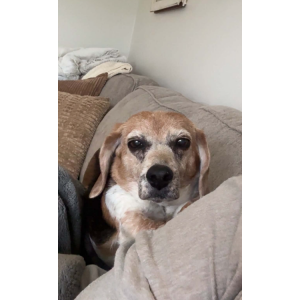 Image of Molly Jenkins, Lost Dog