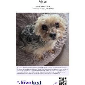 Image of Prince, Lost Dog