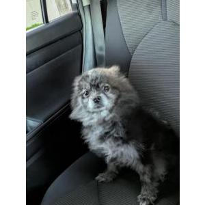 Found Dog Unknown