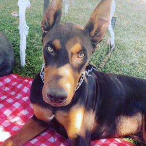 Image of Bella, canelo, Luna, Lost Dog