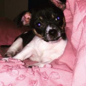 Image of Mila, Lost Dog