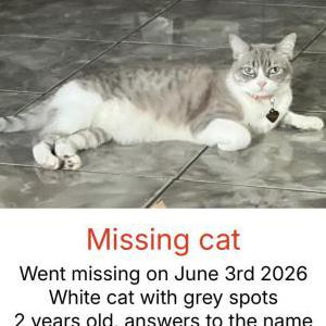 Image of Chloe, Lost Cat