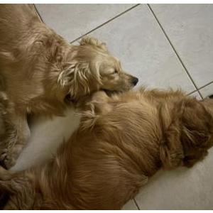 Lost 1 Lucy & Luna (Florida)