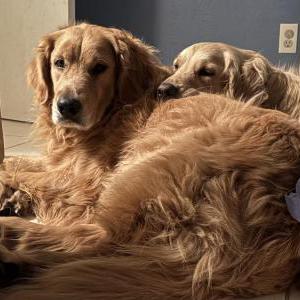 2nd Image of Lucy & Luna, Lost Dog