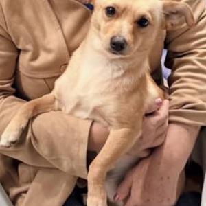 Image of Bambi, Lost Dog