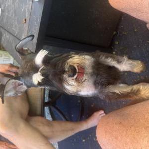 Image of Lacey, Lost Dog