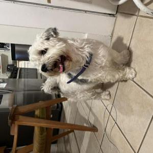 Image of Unknown, Found Dog