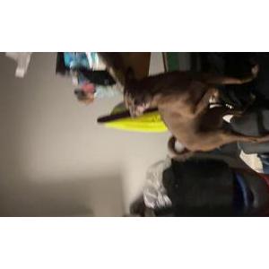 Image of Princess, Lost Dog