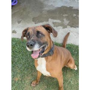 Image of Unknown, Found Dog