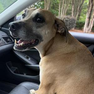 Image of Ronin, Lost Dog