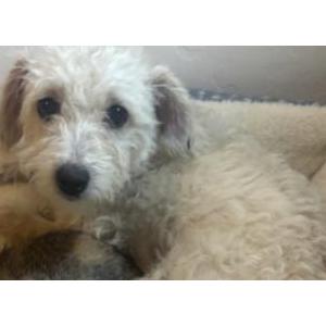 Image of Bella, Lost Dog