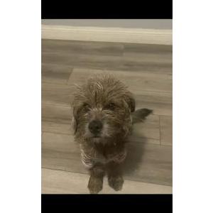 Image of Nyx, Lost Dog