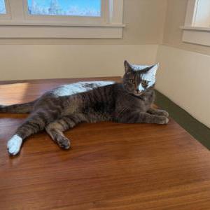 Lost 2 Gracie (CO)
