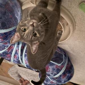 2nd Image of Gracie, Lost Cat