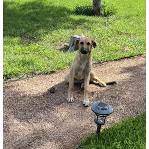 Image of Unknown, Found Dog