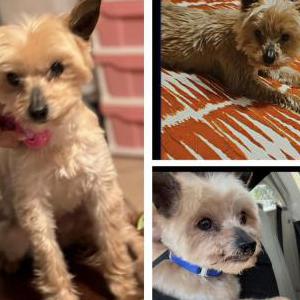 Image of Cookie, Lost Dog