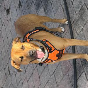 Image of Unknown, Found Dog