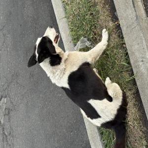 Image of Honey, Lost Dog