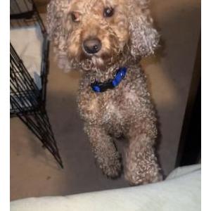 Image of Bear, Lost Dog