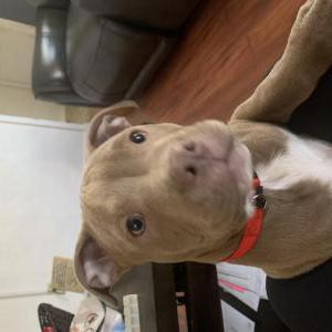Image of Mr.Biggz, Lost Dog