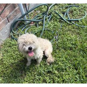 Image of Unknown, Found Dog