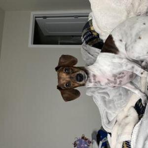 2nd Image of Oakley, Lost Dog